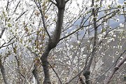 100所211大学排名，北大清华复旦排名前3