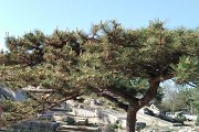 上海海事大学2020年分数线(各省航海线)