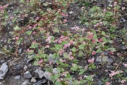 新疆医科类大学分数线多少？见新疆省内外的本专科医药类大学分数线详表